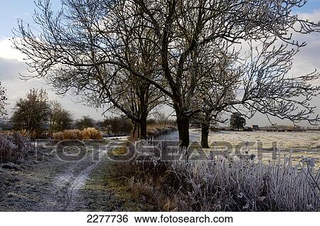 Winter morning on North Oxford Canal towpath, near Hillmorton; England View Large Photo Image Stock Photograph - Winter morning on North Oxford Canal towpath, near Hillmorton; England. Fotosearch