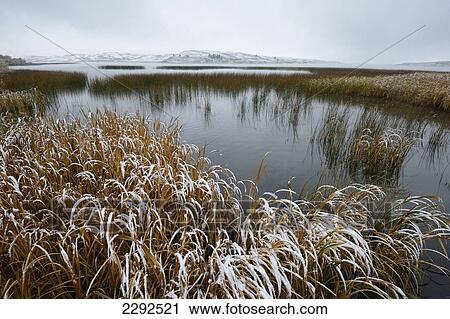 Winter over elkwater lake in cypress hills provincial park; Alberta canada View Large Photo Image Stock Image - Winter over elkwater lake in cypress hills provincial park; Alberta canada. Fotosearch