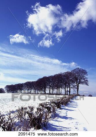 Winter Snow Scene With Line Of Trees Behind. View Large Photo Image Stock Photography - Winter Snow Scene With Line Of Trees Behind.. Fotosearch