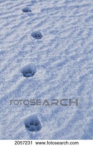 Wolf Prints In Snow On The Shore Of Hudson Bay, Near Churchill, Manitoba. View Large Photo Image Stock Image - Wolf Prints In Snow On The Shore Of Hudson Bay, Near Churchill, Manitoba.. Fotosearch