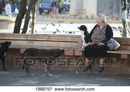 Stock Photo - Woman And Dogs On Plaza Echaurren, Valparaiso, Valparaiso Region, Chile. Fotosearch