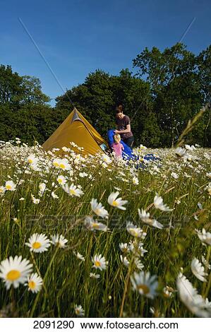 Woman And Girl Setting Up Tent In Field Of Ox-Eye Daisies, Isfield, East Sussex, Uk View Large Photo Image Stock Image - Woman And Girl Setting Up Tent In Field Of Ox-Eye Daisies, Isfield, East Sussex, Uk. Fotosearch