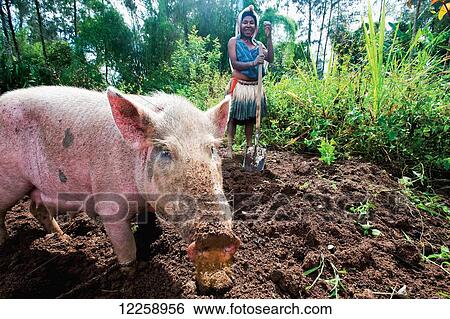 Stock Photograph - Woman and pig tilling the soil; Southern Highland Province, Papua New Guinea. Fotosearch