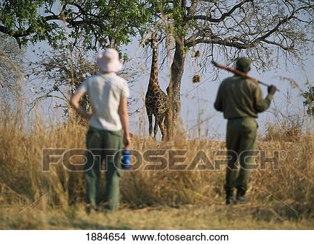 Picture - Woman And Ranger In Front Of Giraffe On Walking Safari Through South Luangwa National Park. Fotosearch