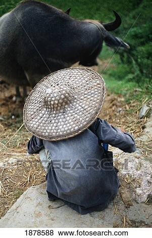Woman And Water Buffalo View Large Photo Image Stock Photo - Woman And Water Buffalo. Fotosearch