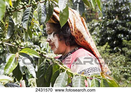 Woman collecting Arabica coffee berries, Siambatan, North Sumatra, Indonesia View Large Photo Image Stock Image - Woman collecting Arabica coffee berries, Siambatan, North Sumatra, Indonesia. Fotosearch