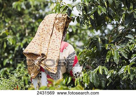 Woman collecting Arabica coffee berries, Siambatan, North Sumatra, Indonesia View Large Photo Image Stock Photo - Woman collecting Arabica coffee berries, Siambatan, North Sumatra, Indonesia. Fotosearch