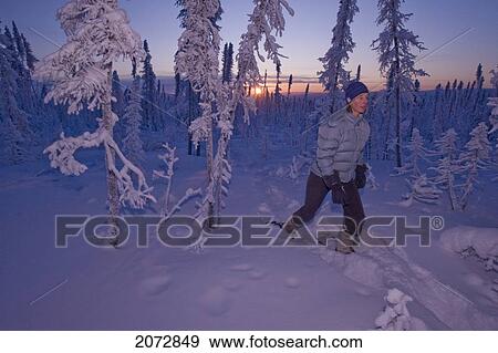 Woman Exploring Boreal Forest On Snowshoes Before Sunrise, Dempster Highway, Yukon View Large Photo Image Stock Photo - Woman Exploring Boreal Forest On Snowshoes Before Sunrise, Dempster Highway, Yukon. Fotosearch
