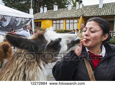 Woman feeding llamas in the courtyard of Hacienda San Agustin de Callo, Cotopaxi, Ecuador View Large Photo Image Picture - Woman feeding llamas in the courtyard of Hacienda San Agustin de Callo, Cotopaxi, Ecuador. Fotosearch