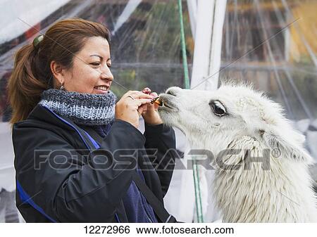 Stock Photograph - Woman feeding llamas in the courtyard of Hacienda San Agustin de Callo, Cotopaxi, Ecuador. Fotosearch