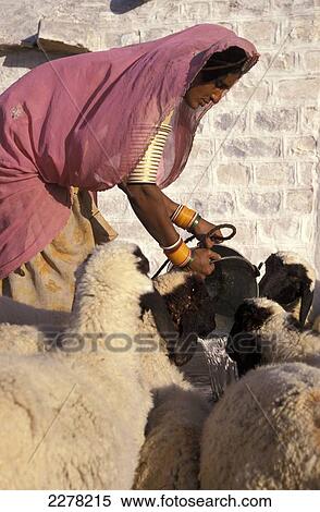 Stock Photography - Woman feeding sheep; Rajasthan, India. Fotosearch