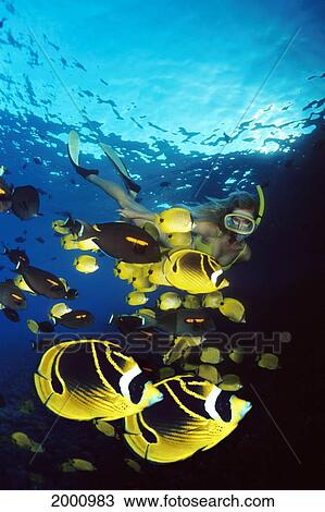 Woman Free Diving Tropical Fish Butterflyfish Chaetodon Lunula Foreground View Large Photo Image Stock Image - Woman Free Diving Tropical Fish Butterflyfish Chaetodon Lunula Foreground. Fotosearch