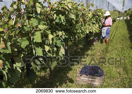 Woman Harvesting Cabernet Sauvignon Grapes In A Vineyard Of Valle De La Concepci View Large Photo Image Stock Image - Woman Harvesting Cabernet Sauvignon Grapes In A Vineyard Of Valle De La Concepci. Fotosearch