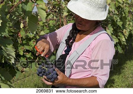 Stock Image - Woman Harvesting Cabernet Sauvignon Grapes In A Vineyard Of Valle De La Concepci. Fotosearch