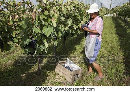 Woman Harvesting Cabernet Sauvignon Grapes In A Vineyard Of Valle De La Concepci View Large Photo Image Stock Image - Woman Harvesting Cabernet Sauvignon Grapes In A Vineyard Of Valle De La Concepci. Fotosearch