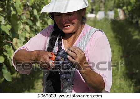 Stock Image - Woman Harvesting Cabernet Sauvignon Grapes In A Vineyard Of Valle De La Concepci. Fotosearch