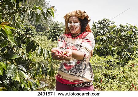Stock Image - Woman holding Arabica coffee berries, Siambatan, North Sumatra, Indonesia. Fotosearch