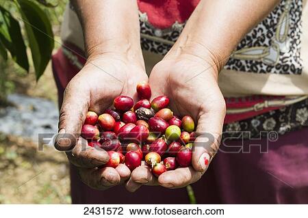 Woman holding Arabica coffee berries, Siambatan, North Sumatra, Indonesia View Large Photo Image Stock Image - Woman holding Arabica coffee berries, Siambatan, North Sumatra, Indonesia. Fotosearch