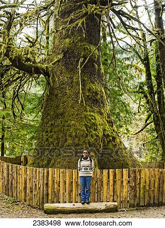 Stock Photo - Woman in front of giant spruce tree; British Columbia, Canada. Fotosearch