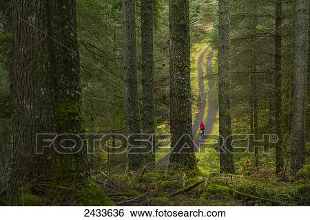 Stock Photograph - Woman in red coat walking along trail in Barcaldine Forest; Argyll and Bute, Scotland. Fotosearch