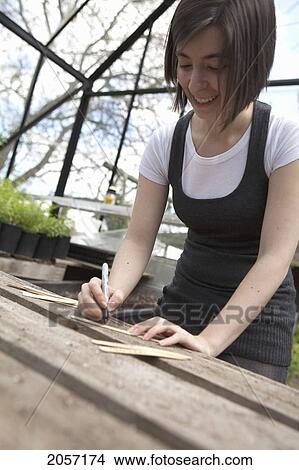 Woman Labels Sticks In Greenhouse. Langley Bc View Large Photo Image Picture - Woman Labels Sticks In Greenhouse. Langley Bc. Fotosearch