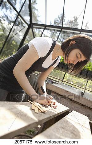 Woman Labels Sticks In Greenhouse. Langley Bc View Large Photo Image Stock Photography - Woman Labels Sticks In Greenhouse. Langley Bc. Fotosearch