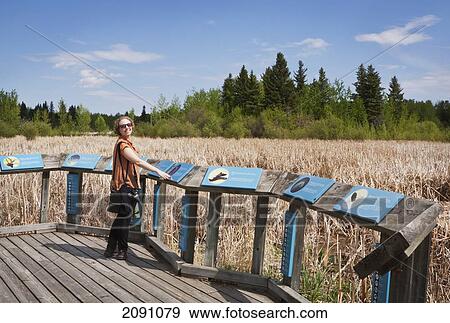 Woman On A Boardwalk Reading Plaques By A Marsh At Elk Island, National Park; Alberta, Canada View Large Photo Image Stock Photo - Woman On A Boardwalk Reading Plaques By A Marsh At Elk Island, National Park; Alberta, Canada. Fotosearch