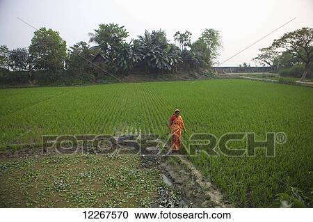 Stock Image - Woman on the haor; Kishoreganj, Bangladesh. Fotosearch