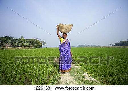 Woman on the haor; Kishoreganj, Bangladesh View Large Photo Image Stock Photo - Woman on the haor; Kishoreganj, Bangladesh. Fotosearch