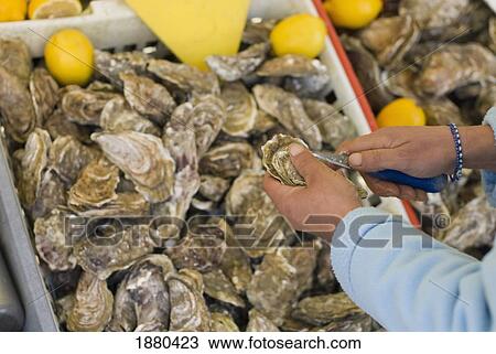 Stock Image - Woman Opening Oysters At Stall In Cancale. Fotosearch