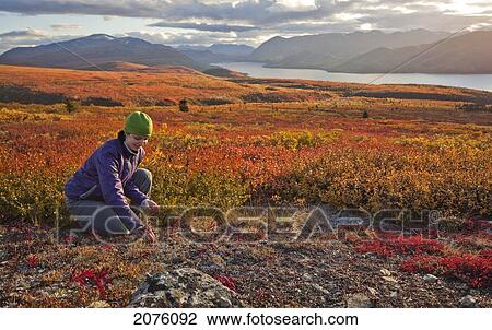 Stock Image - Woman Picking Berries On Mount Mcintyre With Fish Lake In The Distance; Whitehorse Yukon Canada. Fotosearch