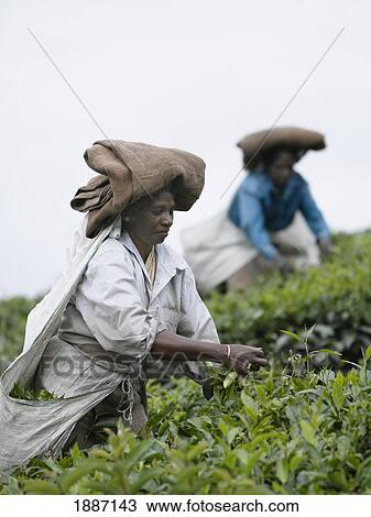 Stock Image - Woman Picking Tea On A Plantation. Fotosearch