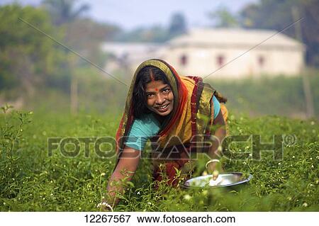 Woman picking vegetables; Kishoreganj, Bangladesh View Large Photo Image Stock Photo - Woman picking vegetables; Kishoreganj, Bangladesh. Fotosearch