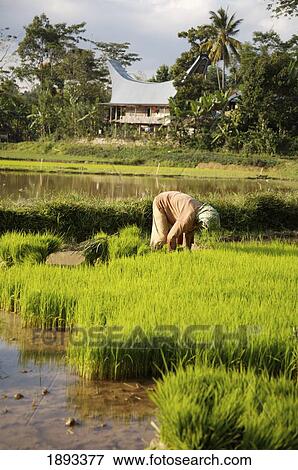 Stock Photo - Woman Planting Rice. Fotosearch