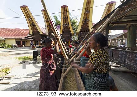 Stock Image - Woman pounding rice at a rante, the ceremonial site for a Torajan funeral ceremony in Rantepao, Toraja Land, South Sulawesi, Indonesia. Fotosearch