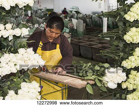 Stock Photo - Woman removing the thorns from roses grown at Nevado Roses, Latacunga, Cotopaxi, Ecuador. Fotosearch
