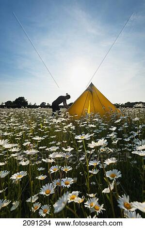 Woman Setting Up Tent In Field Of Ox-Eye Daisies, Isfield, East Sussex, Uk View Large Photo Image Picture - Woman Setting Up Tent In Field Of Ox-Eye Daisies, Isfield, East Sussex, Uk. Fotosearch