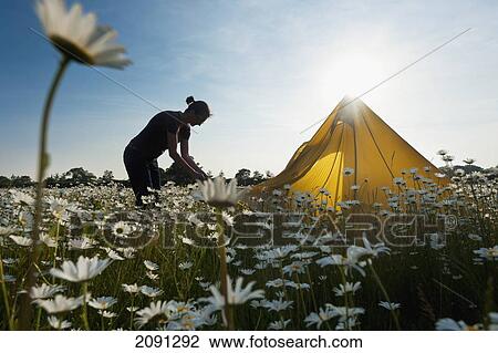 Woman Setting Up Tent In Field Of Ox-Eye Daisies, Isfield, East Sussex, Uk View Large Photo Image Stock Image - Woman Setting Up Tent In Field Of Ox-Eye Daisies, Isfield, East Sussex, Uk. Fotosearch
