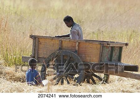 Woman Sifting Through Rice, Isalo National Park, Fianarantsoa Province, Madagascar View Large Photo Image Stock Image - Woman Sifting Through Rice, Isalo National Park, Fianarantsoa Province, Madagascar. Fotosearch