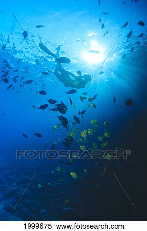 Woman Snorkeling With Reef Fish, Sunburst Through Surface View Large Photo Image Stock Photography - Woman Snorkeling With Reef Fish, Sunburst Through Surface. Fotosearch
