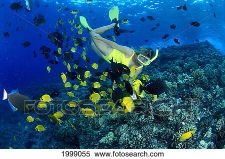 Stock Photography - Woman Snorkels With Lemon Butterflyfish (Chaetodon Miliaris). Fotosearch