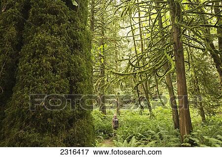 Stock Photo - Woman Standing In The Forest Near Grouse Mountain; North Vancouver British Columbia Canada. Fotosearch