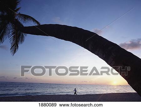 Stock Photo - Woman Walking Along Bavaro Beach At Dawn Under Palm Tree. Fotosearch