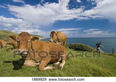 Woman Walking Along Coastal Path Past Field Of Cows View Large Photo Image Stock Photo - Woman Walking Along Coastal Path Past Field Of Cows. Fotosearch