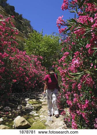 Woman Walking Amongst Pink Flowering Shrubs View Large Photo Image Stock Image - Woman Walking Amongst Pink Flowering Shrubs. Fotosearch