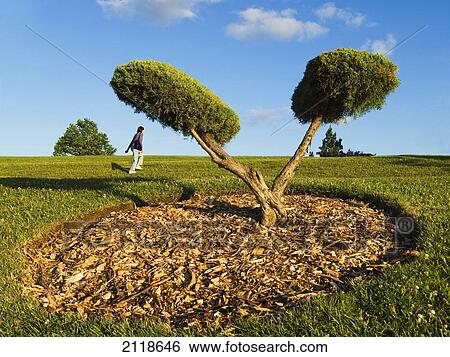 Stock Photograph - Woman Walking By Bonsai Tree In Park; Windsor Ontario Canada. Fotosearch
