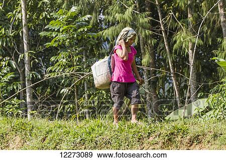 Stock Photo - Woman walking by rice field, Seri, Toraja Land, South Sulawesi, Borneo, Indonesia. Fotosearch