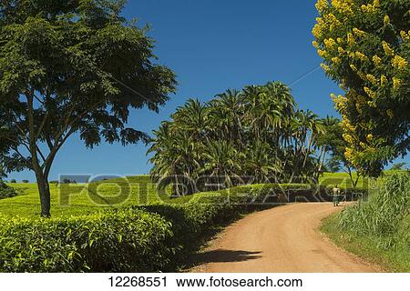 Stock Image - Woman walking down path past fields of tea bushes and a Winter Cassia (yellow flowering tree), Satemwa Tea Estate; Thyolo, Malawi. Fotosearch
