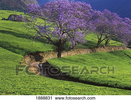 Stock Image - Woman Walking Down Road Past Jacaranda Trees On Tree Estate. Fotosearch