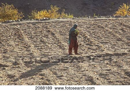 Stock Photo - Woman Walking In A Field, Skardu, Northern Areas, Pakistan. Fotosearch